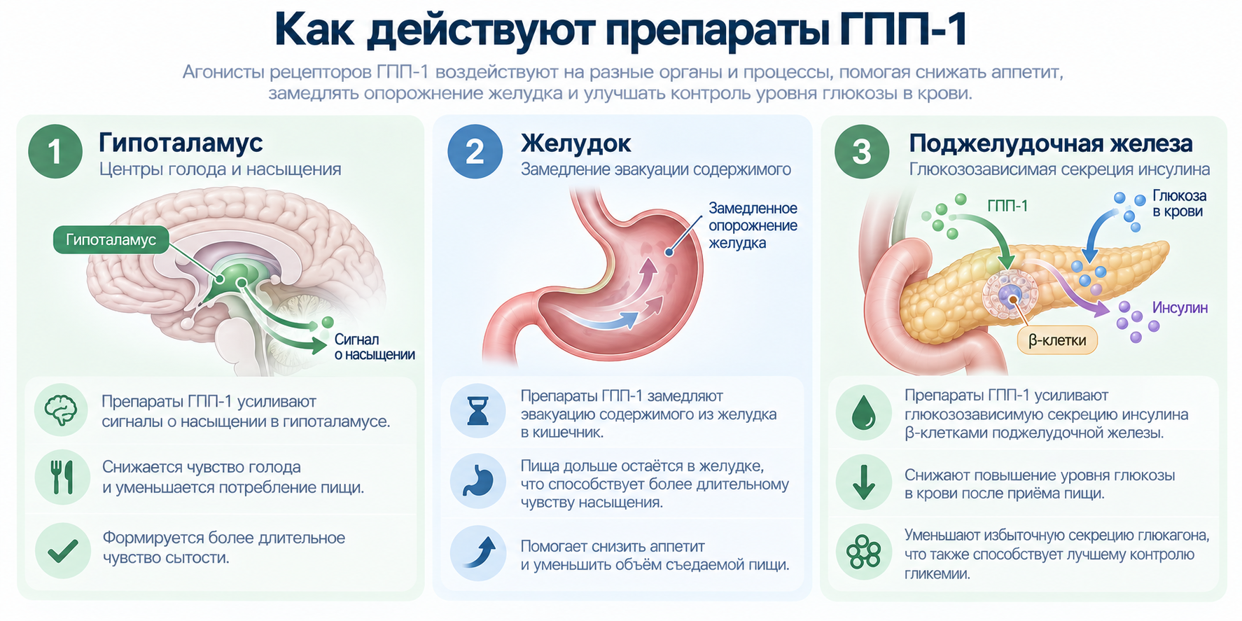 Механизм действия препаратов ГПП-1: гипоталамус, желудок и поджелудочная железа