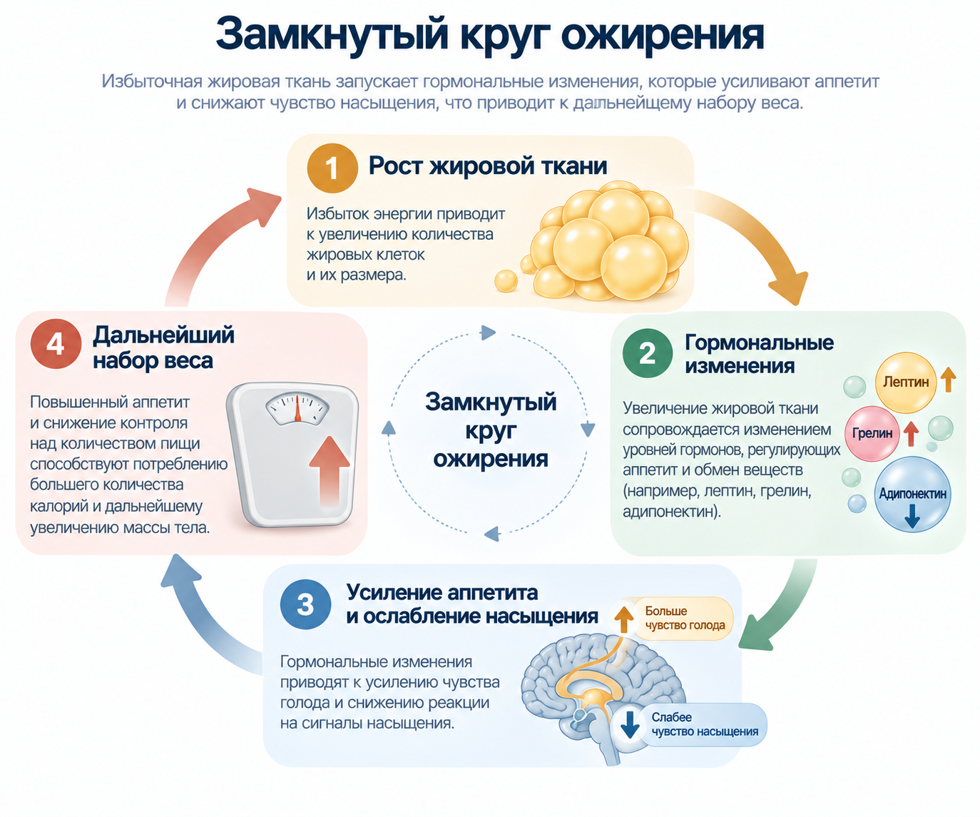 Замкнутый круг: как набор веса усиливает гормональные изменения, ведущие к дальнейшему набору